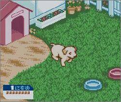 Pantallazo de Nakayoshi Pet Series 3: Kawaii Koinu (Japonés) para Game Boy Color