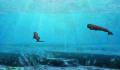 Pantallazo nº 109866 de Fantasy Aquarium by DS (256 x 190)