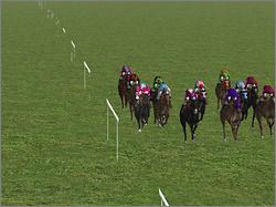 Pantallazo de Final Stretch: Horse Racing Sim para PC