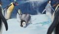 Foto 1 de Happy Feet 2