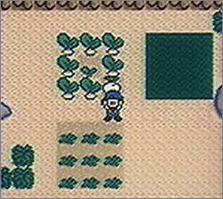 Pantallazo de Harvest Moon GBC para Game Boy Color