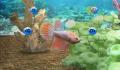 Pantallazo n&ordm; 133899 de My Aquarium (Wii Ware) (640 x 448)