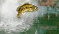 Foto 1 de Rapala: Pro Bass Fishing