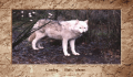 Pantallazo nº 60608 de Wolf (320 x 200)