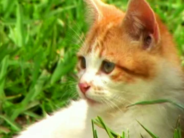 Vídeo de Gatitos: Tus Amigos mas Traviesos