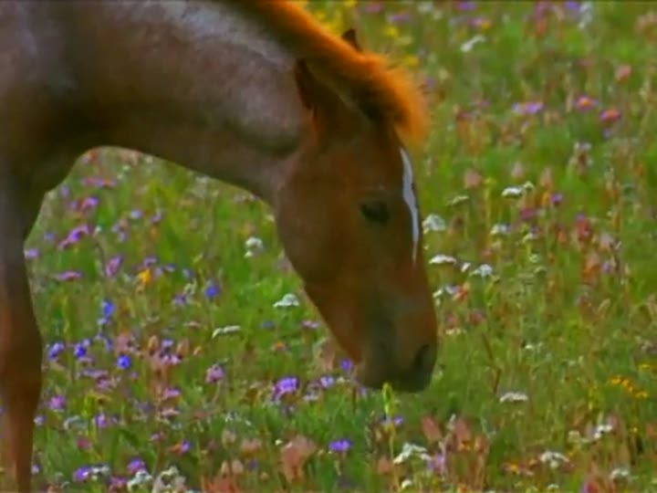 Vídeo de Ponis: Tus Amigos mas Divertidos