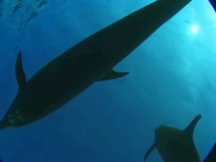 Vídeo de Dolphins 2: Tus Amigos del Mar