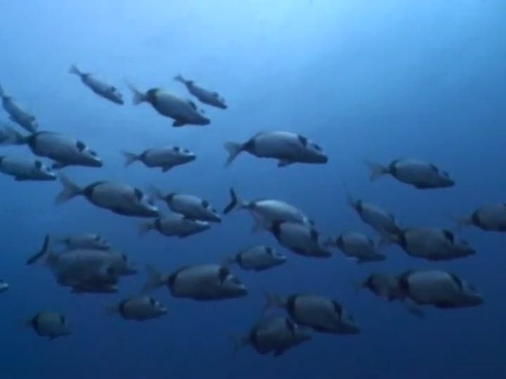 Vídeo de Dive: The Medes Islands Secret