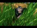 Vídeo de Zoo Tycoon 2