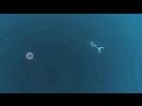 Vídeo de flOw (Ps3 Descargas)